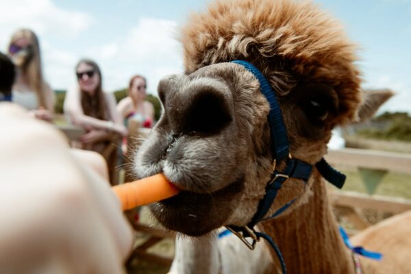 Playful alpaca being fed a carrot at a Cornwall wedding, with guests laughing in the background