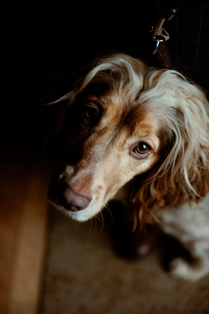 Long haired miniature dachshund dog at Wonwood Barton wedding Tavistock Devon